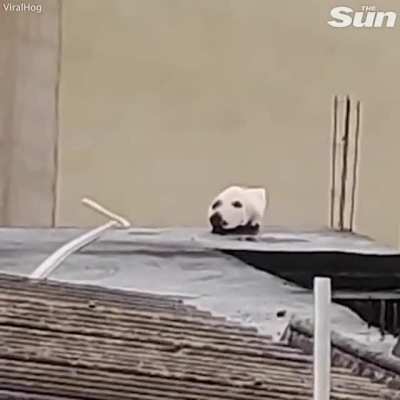 When r/WhatsWrongWithYourdog and r/Unexpected collide...