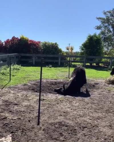 Hope just discovered the sand pit at Happily Heifer After Sanctuary