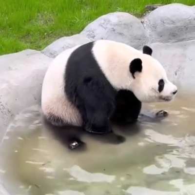 Giant Panda LingYan sings in the bath