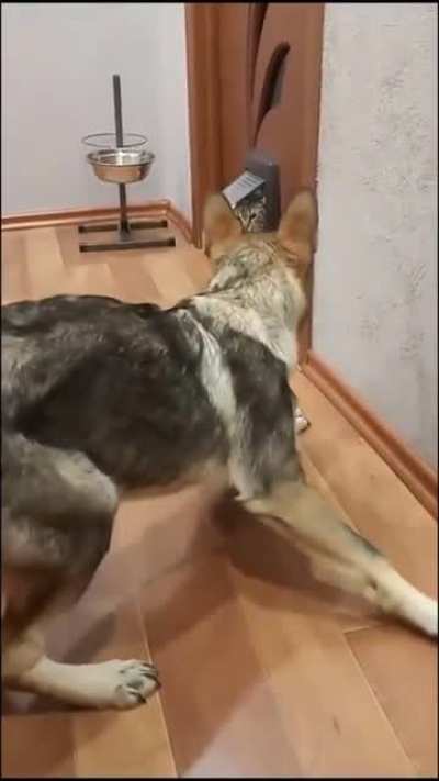 The dog almost had a heart attack
