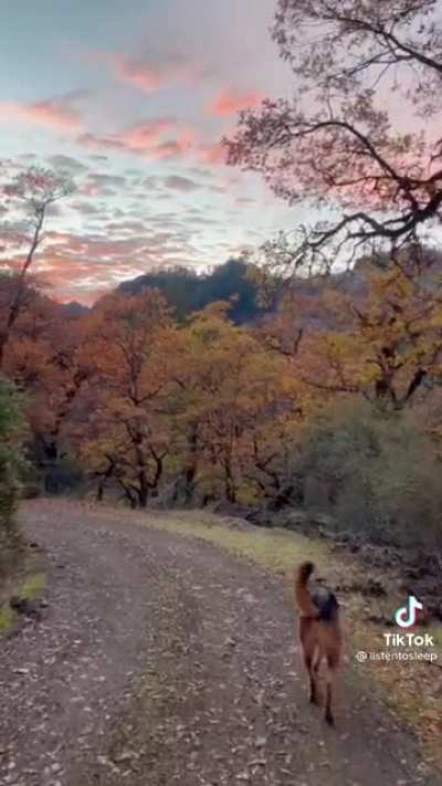 A man and his dog take a sunset walk
