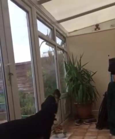 That&rsquo;s a nice voice you got on you pup