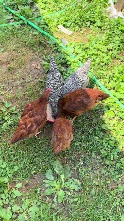 Educated guess on hens or Roos on my Rhode Island reds?