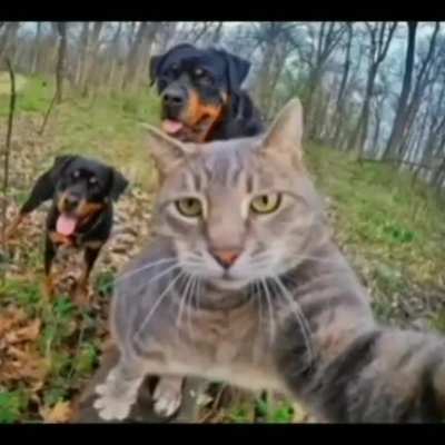 Cat selfie compilation 😈