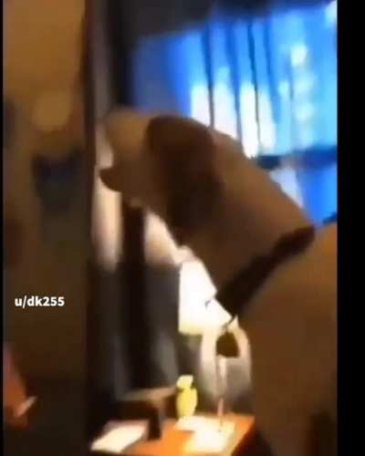 Foi o gato
