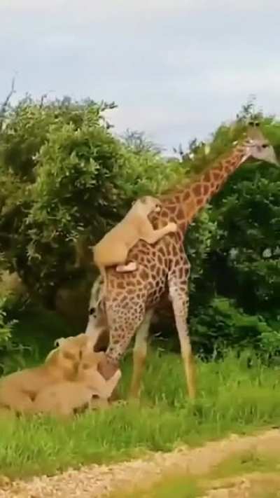 She is not going down