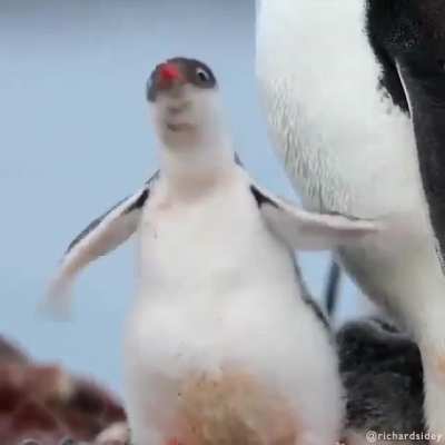 Like all penguins, Gentoos are awkward on land. But they&rsquo;re pure grace underwater. They have streamlined bodies and strong, paddle-shaped flippers that propel them up to 22 mph, faster than any other diving bird.