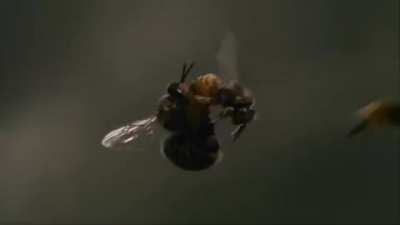 Extraordinary video of the inflight mating of a queen bee. The ejaculation of a drone bee is so powerful that his endophallus ruptures and he quickly dies.