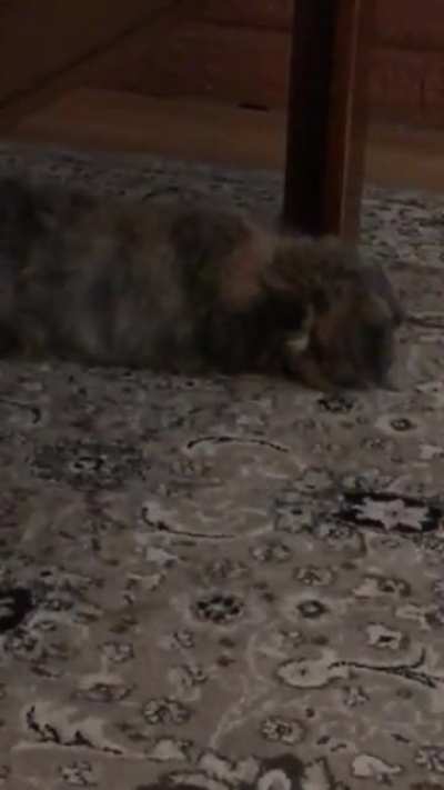 I’ve never seen Clover do this! 🥺