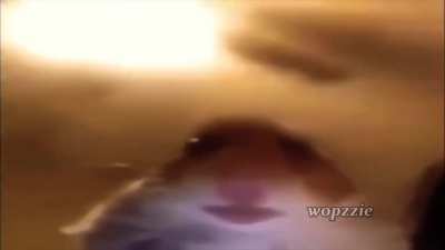 XD