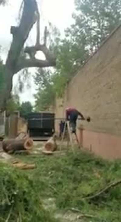 Timber!