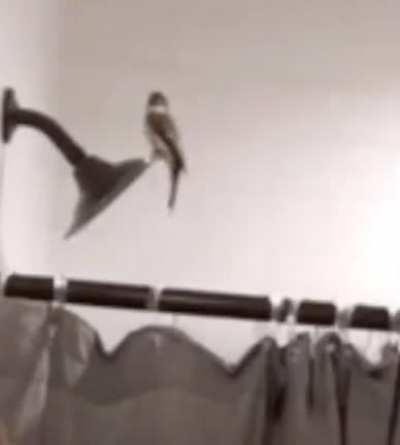 birb