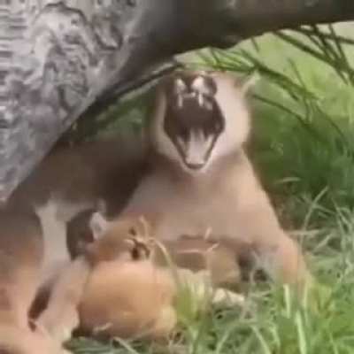 aaaaaaaa jajajaja