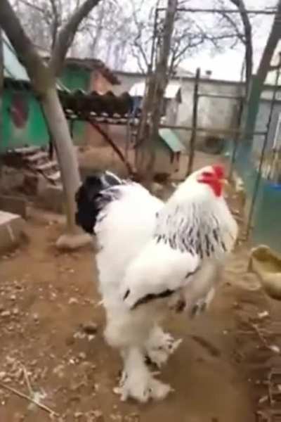 "Honey, we're eating good tonight!"