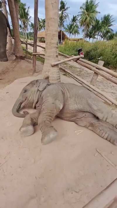 Baby elephant in pure happy mode