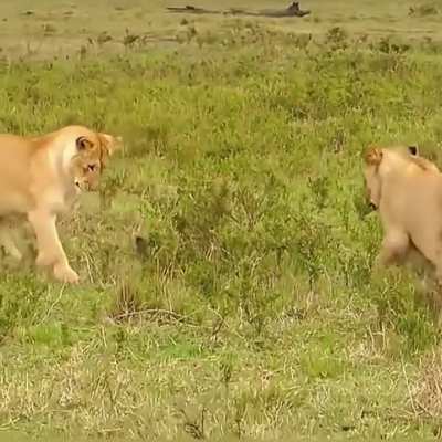 Mongoose (aka the African Chihuahua) defending its den from curious Lions.