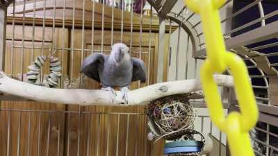 I think I found my bird&rsquo;s favorite song