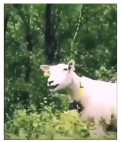 Maaahhhh