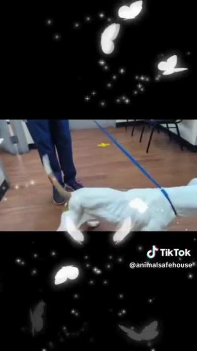 And this is Maurice&rsquo;s amazing freedom video! His family and I have watched it a million times ❤️ Thanks to Reddit, his family saw his post here and saved him from euthanasia! Thank you Reddit Community for helping to save Maurice&rsquo;s life❤️