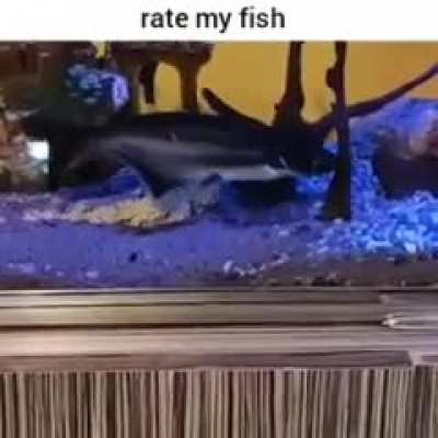 9.7/10 good fish