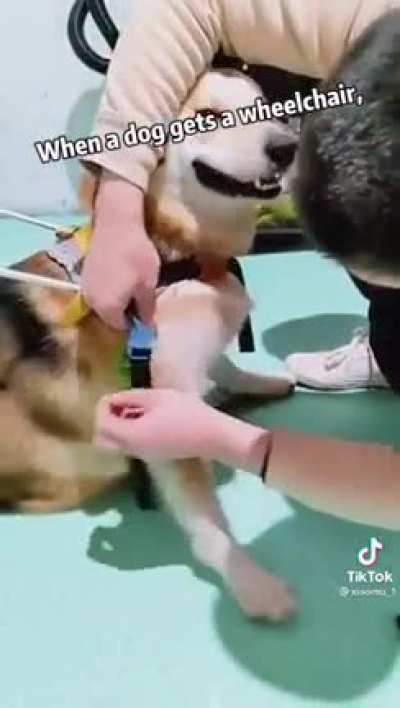 Happy doggo