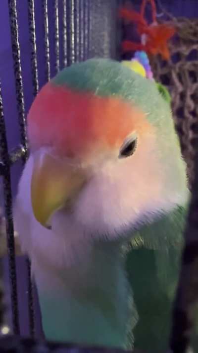 Lovebird Closing Eyes at me