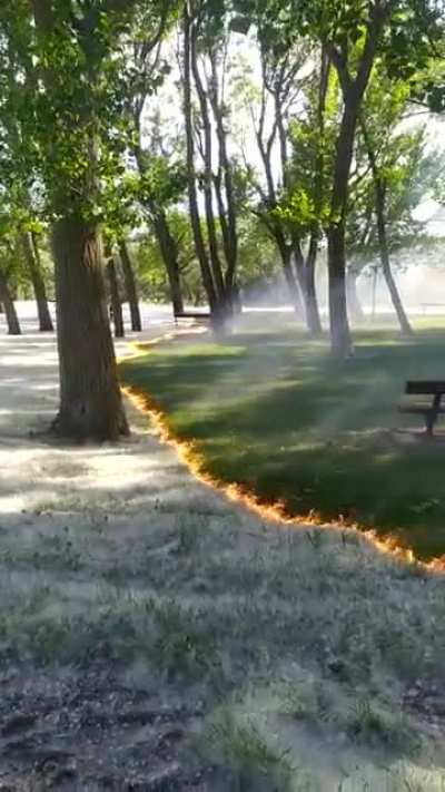 Poplar fluff burning with trees and grasses untouched, sweeps through the Cidacos de Calahorra Park, Spain