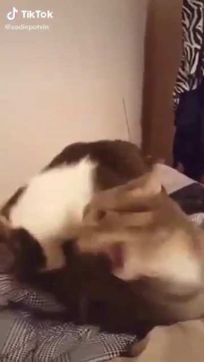 RAAA