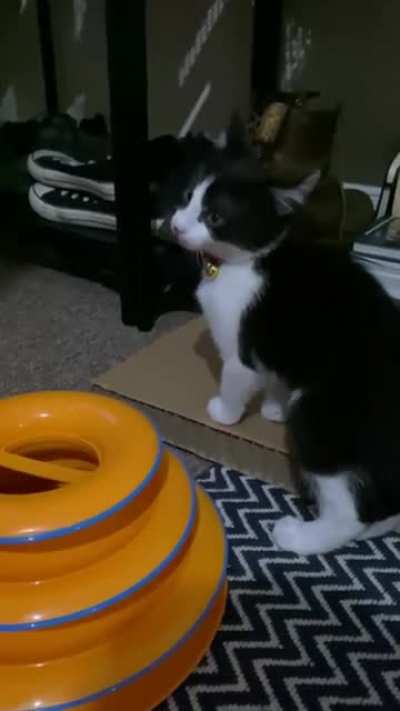 Bojangles&rsquo; demonic screaming at dinner time!