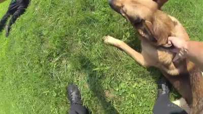 Suspect get tasered and bitten by K9