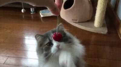 As Gentle as a Cat Touching a Cherry.