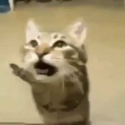 gato