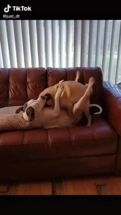 Most of this guy&rsquo;s content is animal porn, and it&rsquo;s truly disgusting