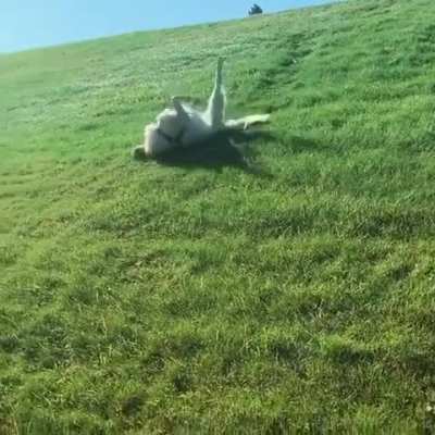 A golden retriever enjoying sliding down the grass. 🐶😁