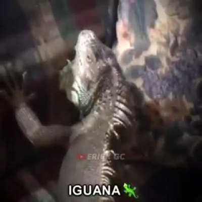 Iguana 🦎