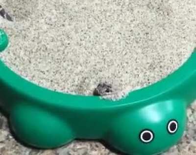 Snek Boop