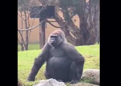 Monke