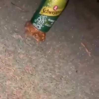 Frog with de ginger ale