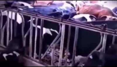 Almost as bad as that one dairy cow that nurses herself