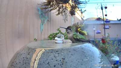 A second hummingbird has taken to walking in my fountain and her tippy taps are adorable.