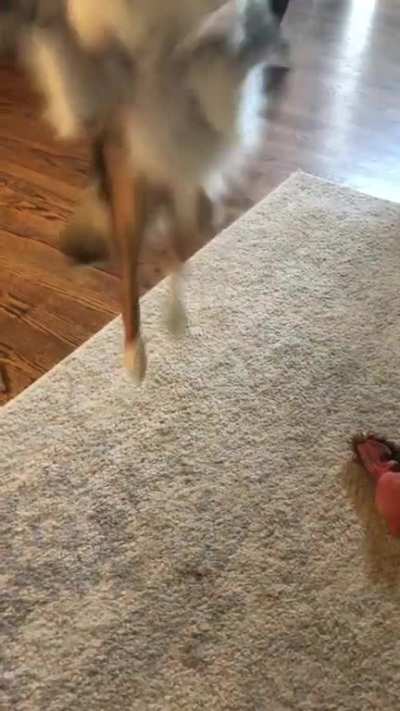 I&rsquo;ve been told my girl had huge leaps as a puppy!