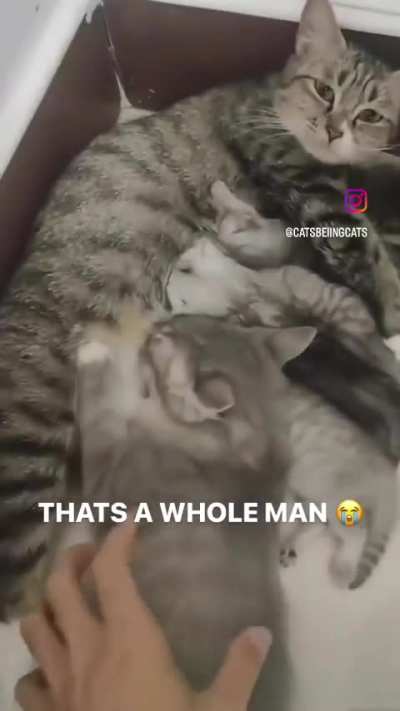 fard cat want milky