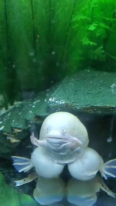 This frog eating