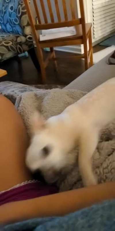 Got her from the shelter about 7 months ago &amp;amp; now she's getting bold asking for pets