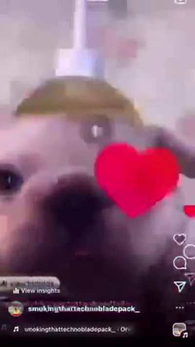 🐶