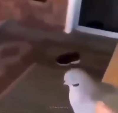 Chimuelo