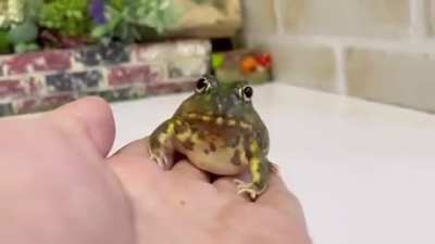 frog