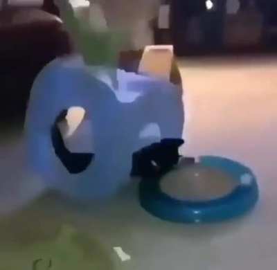 Abrupt Catting