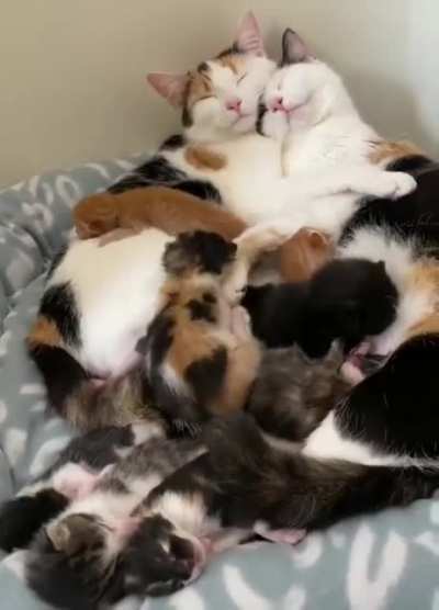 Котиков вам в ленту