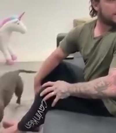 Hooman! I'm Here!